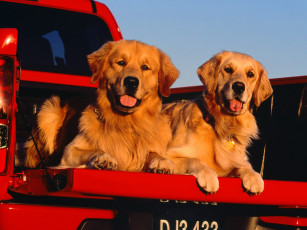 обоя golden, trucking, животные, собаки