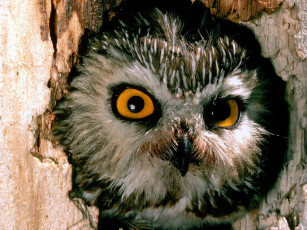 Картинка saw whet owl pennsylvania животные совы