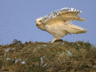 Картинка snowy owl arctic national wildlife refuge alaska животные совы