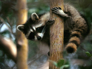Картинка tree hugger raccoon животные еноты
