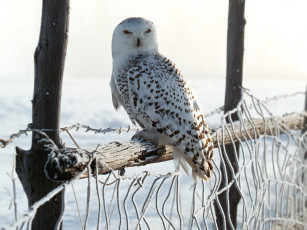Картинка white winter owl rocky mountains животные совы