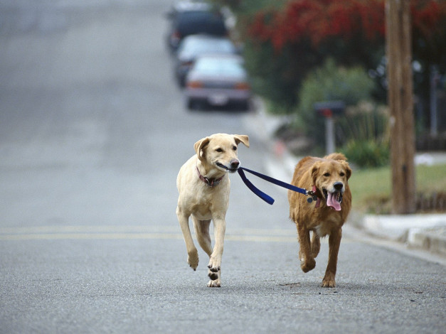 Обои картинки фото dog, walking, golden, and, yellow, labrador, retriever, mix, животные, собаки