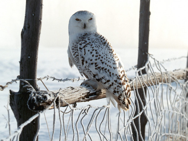 Обои картинки фото white, winter, owl, rocky, mountains, животные, совы