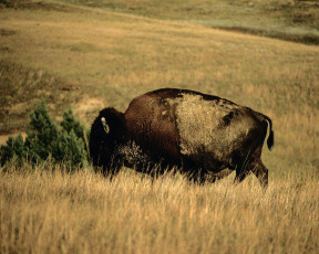 Картинка животные зубры бизоны