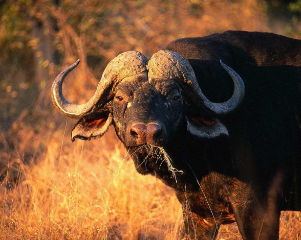 Обои картинки фото животные, коровы, буйволы