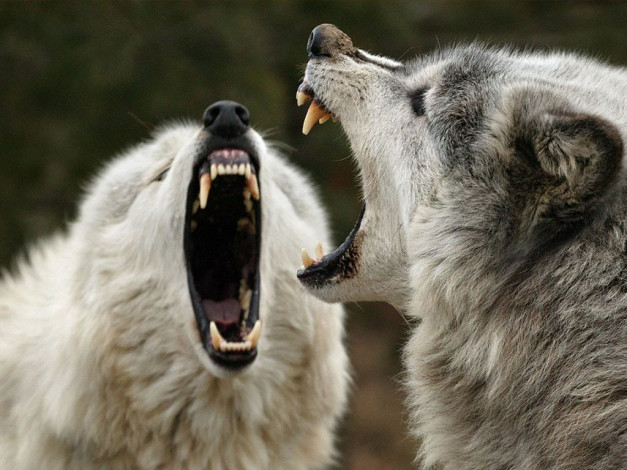 Обои картинки фото животные, волки
