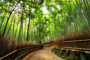 обоя forest, природа, дороги, бамбуковый, лес, дорога