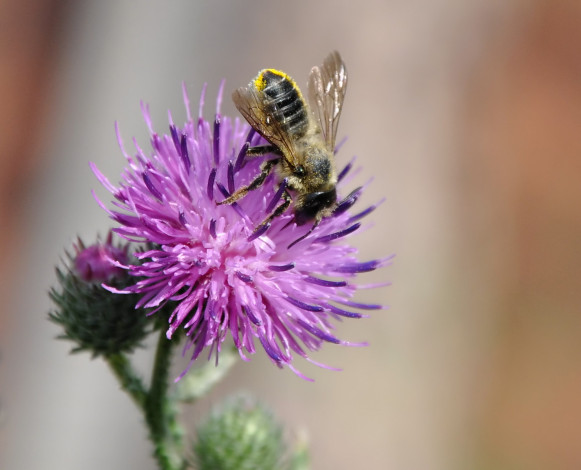 Обои картинки фото пчела, животные, пчелы, осы, шмели