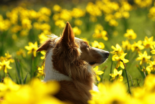 Обои картинки фото животные, собаки, собака, поле, цветы