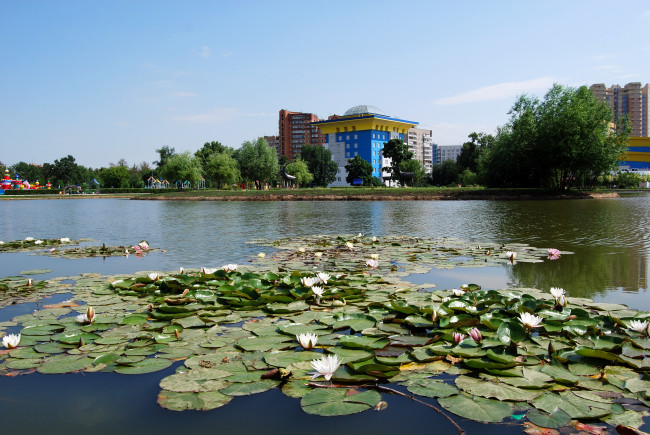 Обои картинки фото московская, область, одинцово, парк, природа
