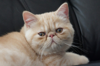 Картинка животные коты экзотическая короткошерстная кошка