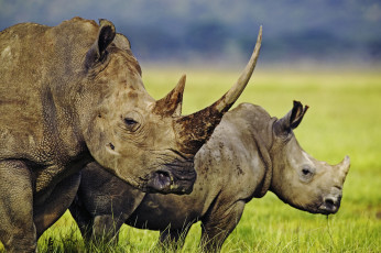 Картинка животные носороги двурогий саванна однорогий трава