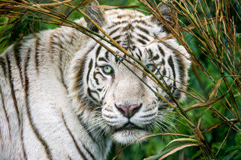 Картинка животные тигры портрет глаза