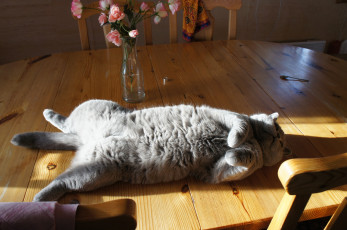 Картинка животные коты на столе расслабон