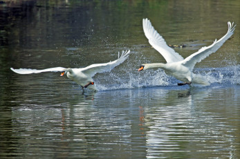 Картинка животные лебеди размах крылья взлет вода брызги разбег