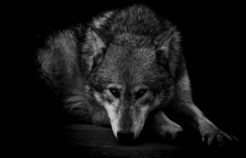 Картинка животные волки хищник грусть