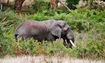 Картинка животные слоны слон трава джунгли