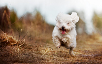 Картинка животные собаки настроение радость