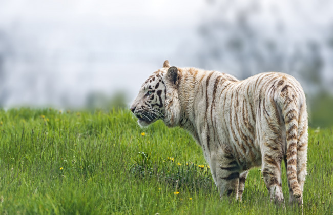 Обои картинки фото животные, тигры, белый, трава