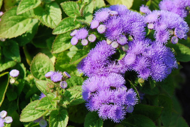 Обои картинки фото цветы, агератум, фиолетовый, пушистый