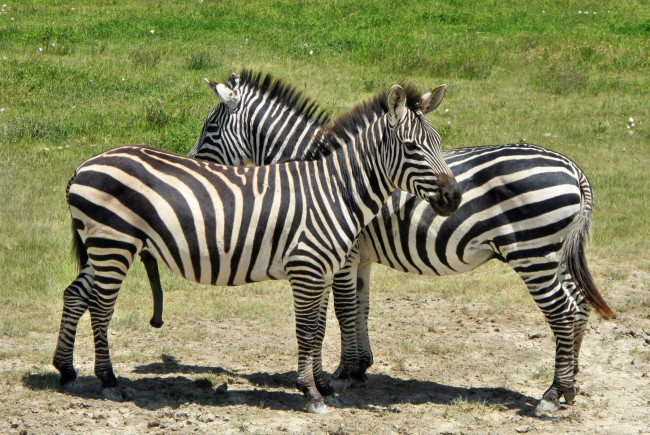 Обои картинки фото животные, зебры, две