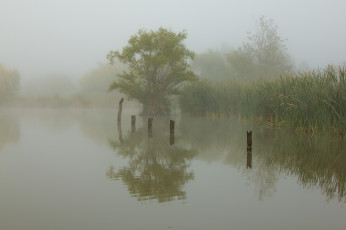 Картинка природа реки озера туман птица утро камыш озеро