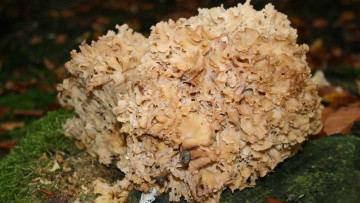 Картинка природа грибы мох