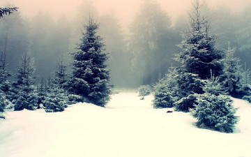 Картинка природа зима снег туман ёлки лес