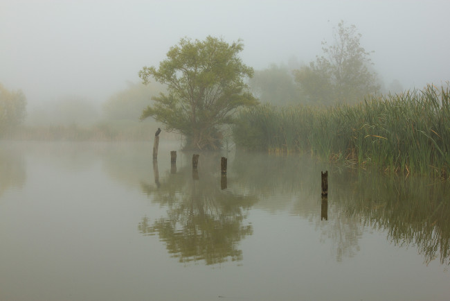 Обои картинки фото природа, реки, озера, туман, птица, утро, камыш, озеро