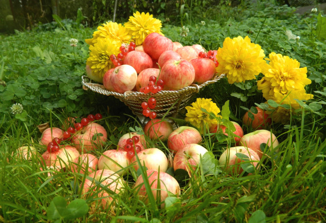 Обои картинки фото еда, фрукты,  ягоды, смородина, яблоки, рудбеккия