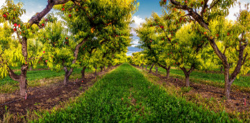 Картинка природа дороги сад трава персики плоды деревья дорога