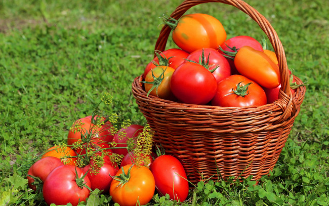 Обои картинки фото еда, помидоры, корзина, урожай, луг