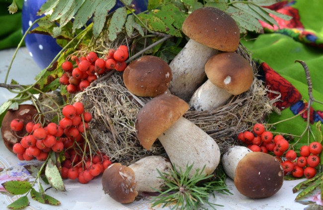Обои картинки фото еда, грибы,  грибные блюда, рябина, боровики