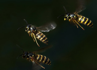 обоя животные, пчелы,  осы,  шмели, wasp