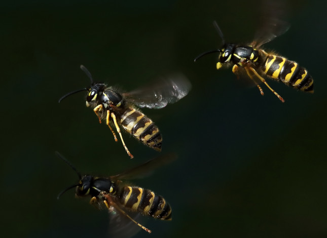 Обои картинки фото животные, пчелы,  осы,  шмели, wasp