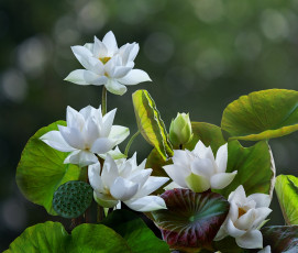 Картинка цветы лотосы боке лотос листья