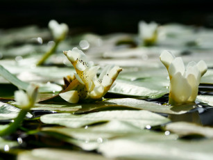 Картинка цветы лилии+водяные +нимфеи +кувшинки листья вода природа боке
