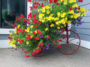 Картинка цветы петунии +калибрахоа велосипед