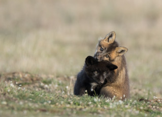 Картинка животные лисы детеныши игра природа лиса