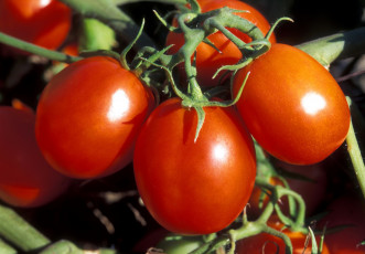 Картинка природа плоды томаты помидоры