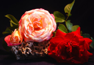 Картинка цветы розы капли лепестки букет макро вода