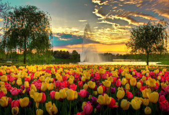 Картинка цветы тюльпаны сша фонтан парк вечер облака небо