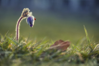Картинка цветы анемоны +сон-трава макро первоцвет божья коровка трава прострел весна природа