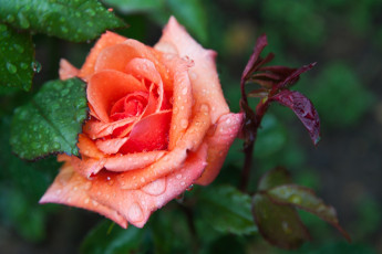 Картинка цветы розы роза капли цветок макро листья вода