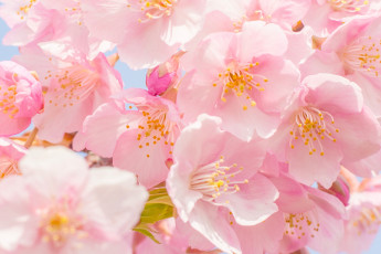Картинка цветы сакура +вишня цветение вишня цветки макро