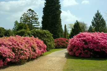 Картинка природа парк аллея кусты цветущие весна