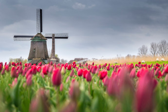 обоя разное, мельницы, нидерланды, тюльпаны, весна, мельница, поле, цветы