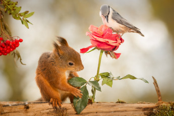 Картинка животные разные+вместе рябина грызунов журнал белка ягоды птица роза цветок природа