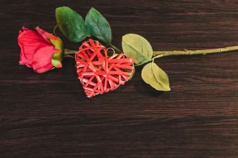 Картинка праздничные день+святого+валентина +сердечки +любовь сердце роза цветок почки