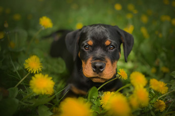 Картинка животные собаки одуванчики щенок собака ротвейлер